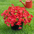 Artificial Flowers for Outdoor, UV Resistant Fake Silk Pansies Flowers, Realistic Faux Plants for Outside Indoor Porch Patio Window Box Planter Home Decor (16, Red)