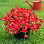 Artificial Flowers for Outdoor, UV Resistant Fake Silk Pansies Flowers, Realistic Faux Plants for Outside Indoor Porch Patio Window Box Planter Home Decor (16, Red)