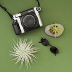 3 PCs Large Tectorum Ecuador Air Plant - Live Tillandsia Succulent House Plants - Available in Wholesale and Bulk - Home and Garden Decor - Easy Care Indoor and Outdoor Plants