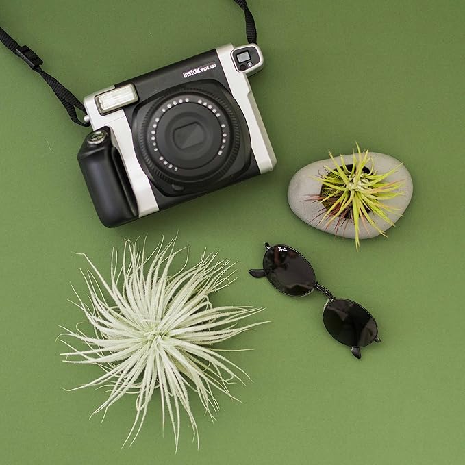 Jumbo Tectorum Ecuador Air Plant - Live Tillandsia Succulent House Plants - Available in Wholesale and Bulk - Home and Garden Decor - Easy Care Indoor/Outdoor Air Plants