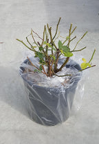 Rosa 'Zéphirine Drouhin' (Climbing Rose) Rose, thornless pink flowers, #3 - Size Container