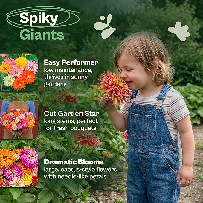 SVI 550 Mix Cactus Zinnia Seeds for 2026 (Zinnia elegans) – Giant Zinnias Super Seed Mix, Giant Flowers Seed Packets Bulk – Cut Flower Seeds to Plant Outside & Indoor Garden Flowers Bed, Containers