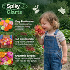 SVI 550 Mix Cactus Zinnia Seeds for 2026 (Zinnia elegans) – Giant Zinnias Super Seed Mix, Giant Flowers Seed Packets Bulk – Cut Flower Seeds to Plant Outside & Indoor Garden Flowers Bed, Containers