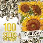 Seed Needs Dwarf Sunflower Seeds for Planting Incredible Sunflowers - Heirloom & Open Pollinated Flowers to Plant an Outdoor Wildflower Garden to Attract Beneficial Pollinators (1 Pack)