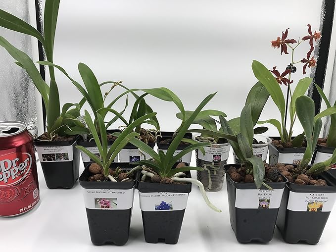 4 Live Orchid Plants to Choose (Vanda)