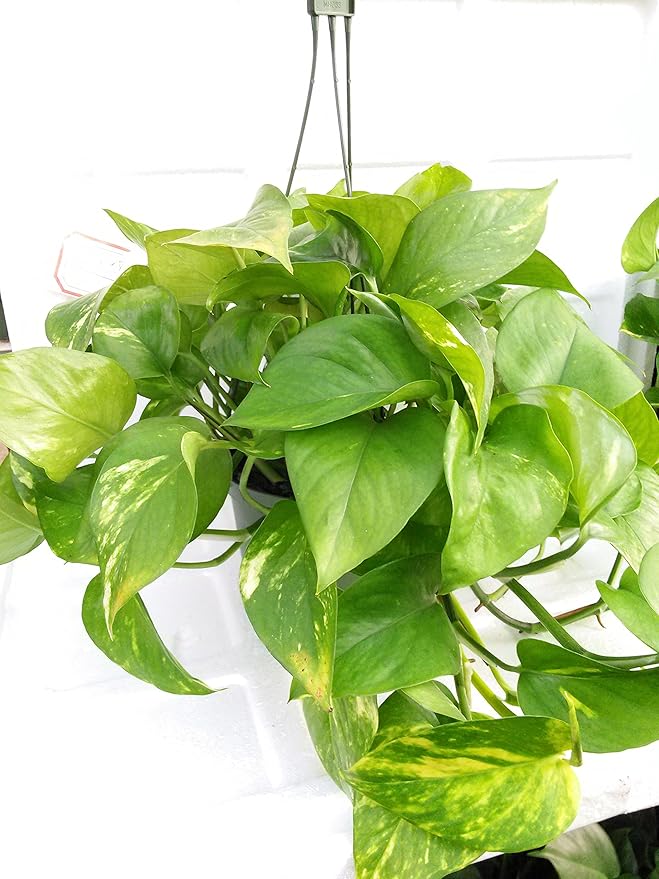 Golden Devil's Ivy - Pothos - Epipremnum - 6" Hanging Pot - Very Easy to Grow Unique from Jmbamboo