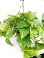Golden Devil's Ivy - Pothos - Epipremnum - 6" Hanging Pot - Very Easy to Grow Unique from Jmbamboo