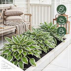 Live Perennial Hosta - Libby (3 Plants Per Pack) Beautiful Accent Plant, 10" Tall by 4" Wide in 1 Qt Pot