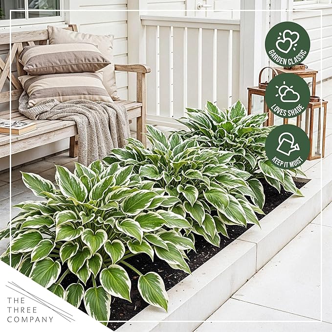 Live Perennial Hosta - Libby (3 Plants Per Pack) Beautiful Accent Plant, 10" Tall by 4" Wide in 1 Qt Pot