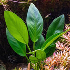 Ultum Nature Systems Anubias Heterophylla Tissue Culture Live Plant for Aquarium, Aquascape, Freshwater Fish Tanks - 100% Snail Free in Vitro