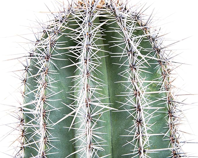 Cactus Outlet - Live Saguaro Cactus, Cactus Plants Live, Large Outdoor Live Cactus 3’