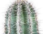 Cactus Outlet - Live Saguaro Cactus, Cactus Plants Live, 2’ - Live Plants Indoor & Outdoor Use, Rare Large Live Cactus - Landscape Ready Large Cactus Plant Live Delivered Right to Your Door