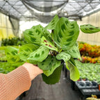 Thorsen's Greenhouse Green Prayer Plant, Live Indoor Plant, Pet Friendly, Uncommon Houseplant, Green Maranta, Easy to Grow, 4" Diameter Pot (Nursery Pot)