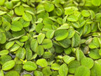 Salvinia Minima 50 + Leaves Live Floating Pond Aquarium Plant Freshwater Tanks Ponds Aquascapes Water Gardens Natural Water Filtration Purifier Easy Care Fast Growing Natural Shade Cover Betta Shrimp