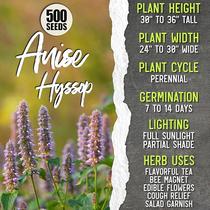 Seed Needs Herb Seeds for Planting a Collection of 6 Medicinal Herbs - Non-GMO Heirloom & Untreated Tea & Infusion Varieties (Chamomile, Lemon Balm, Spearmint, Anise Hyssop, Lemon Mint & Catmint)