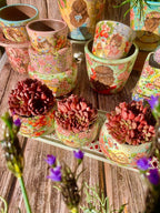 Echeveria Pink Rubby Succulent Kit - with Plastic Pot, 1 Head 2" Live Plant, Compressed Soil & Guide, for Garden Indoor Office Desk (1, Echeveria Pink Rubby)