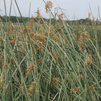 Chalily Giant Bulrush, a Great Live Pond Plant for Your Water Garden. Filters koi and Goldfish Ponds. Good for Bogs, Plant Shelf or Shallow Water This marginal Aquatic is a Real Beauty