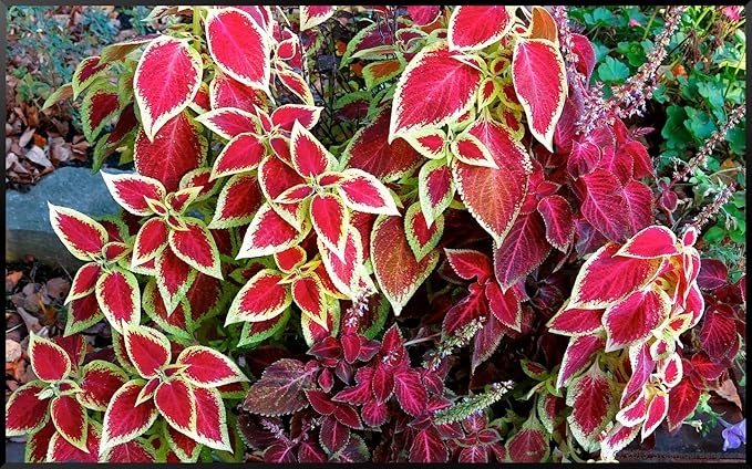 Beautiful 100 Coleus Seeds Rainbow Mix House Plant Ornamental