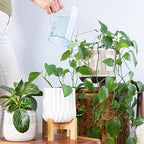 Houseplant Fertilizer & Indoor Plant Food | Self-Dissolving Tablets | Make Feeding Your Plants a Breeze | Instant Plant Food (4 Tablets)