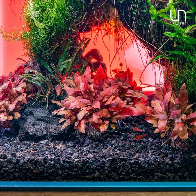 Ultum Nature Systems Mini Alternanthera Reineckii Red Stem Tissue Culture Live Plant for Aquarium, Aquascape, Freshwater Fish Tanks - 100% Snail Free in Vitro