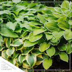 Live Perennial Hosta - Assorted Varieties (3 Plants Per Pack) Beautiful Accent Plant, 10" Tall by 4" Wide in 1 Qt Pot