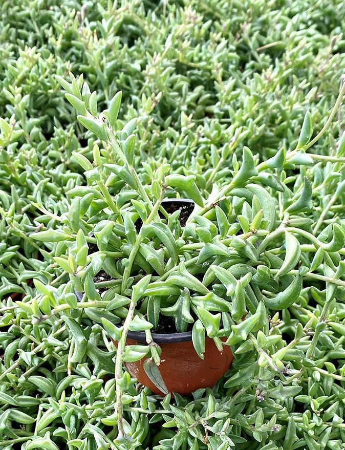 Sprout N Green String of Dolphins, Live Trailing Succulent Fully Rooted in 2" Pot, Home Office Wedding Decoration DIY Projects Party Favor, Easy to Care, Ideal Plant for Hanging, Keep Away from Pets