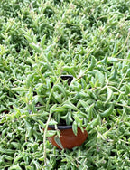 Sprout N Green String of Dolphins, Live Trailing Succulent Fully Rooted in 2" Pot, Home Office Wedding Decoration DIY Projects Party Favor, Easy to Care, Ideal Plant for Hanging, Keep Away from Pets