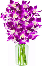 KaBloom - The Ulitmate Purple Orchid Bouquet with Vase - Fresh Flowers for Birthday, Valentine's & Mother's Day