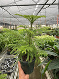 Norfolk 'Island Pine' | Live Plant for Indoor & Outdoor | House Plant Decor Size: 6" Pot
