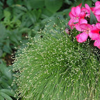 Chalily Fiber Optic Rush, a Great Live Pond Plant for Your Water Garden. Filters koi and Goldfish Ponds. Good for Bogs, Plant Shelf or Shallow Water This marginal Aquatic is a Real Beauty