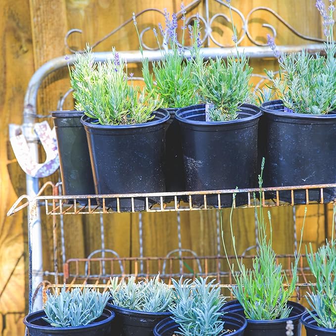 Victoria's Lavender Tumalo Lavender French Lavandin Lavender Plant, Live Edible Plants, Organically Grown, Non-GMO, Aromatic Perennial Herbs