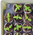 Jiffy Seed Starter Tray Kit - Self-Watering, High Germination Rate, Seedling Tray - 4 Pack - Peat/Plastic