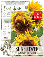 Seed Needs Mammoth Grey Stripe Sunflower Seeds for Planting - Heirloom & Open Pollinated Flower Seed to Plant an Outdoor Butterfly Garden (1 Pack)