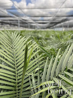 Nature's Way Farms Majesty Palm Live Plant, Indoor and Outdoor Palm Tree, in Growers Pot, Tropical Houseplant, Decor for Your Patio, Balcony, Home or Office 3-4 Feet Tall