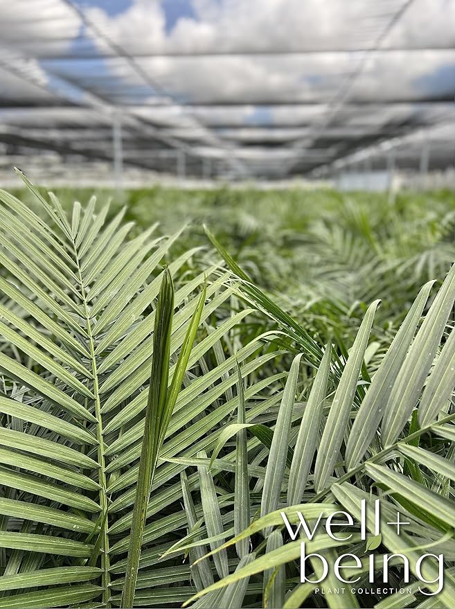 Nature's Way Farms Majesty Palm Live Plant, Indoor and Outdoor Palm Tree, in Growers Pot, Tropical Houseplant, Decor for Your Patio, Balcony, Home or Office 3-4 Feet Tall