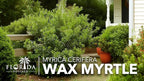 Wax Myrtle | 50 Live Plants | Myrica Cerifera | Fast Growing Shrub, Privacy Screen, Evergreen Foliage, Ornamental, Drought Tolerant, Low Maintenance, Garden Landscape