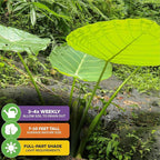 Thailand Giant Elephant Ear Live Plant - Colocasia gigantea by Wellspring Gardens - Elephant Ear Plant, Colocasia Gigantea, Elephant Ear Plant Live, Exotic Elephant Plant, Tropical Garden Design Ideas
