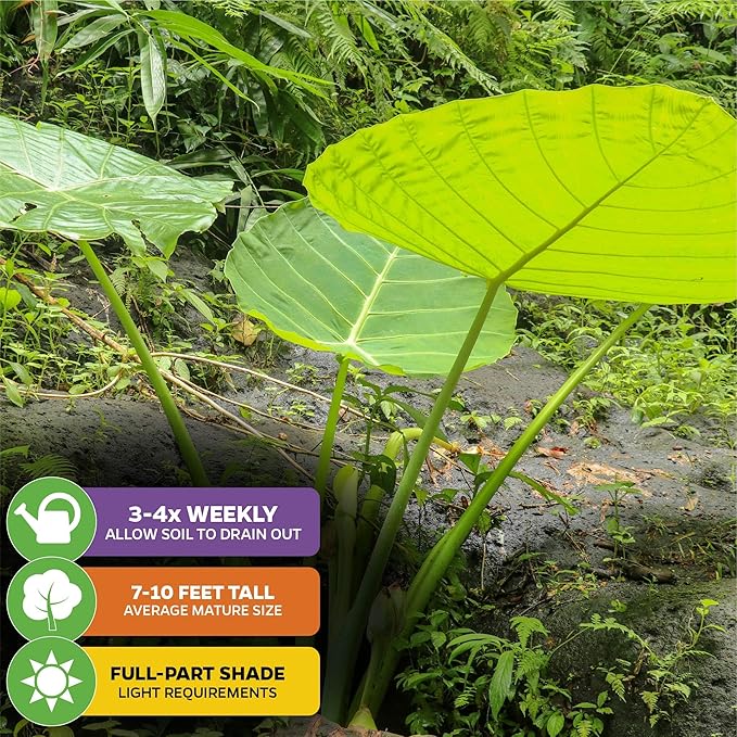 Thailand Giant Elephant Ear Live Plant - Colocasia gigantea by Wellspring Gardens - Elephant Ear Plant, Colocasia Gigantea, Elephant Ear Plant Live, Exotic Elephant Plant, Tropical Garden Design Ideas