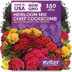 KVITER 150 Chief Mix Cockscomb Seeds (Celosia argentea) – Celosia Seeds for Planting Flowers Vibrant Blooms, Annual Cut Flower Seed Mix – Heat Tolerant Flower Garden Containers, Flowers Beds Outdoors