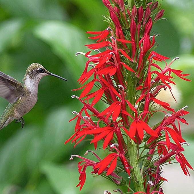 Cardinal Flower, a Great Live Pond Plant for Your Water Garden. Filters koi and Goldfish Ponds. Good for Bogs, Plant Shelf or Shallow Water This marginal Aquatic is a Real Beauty