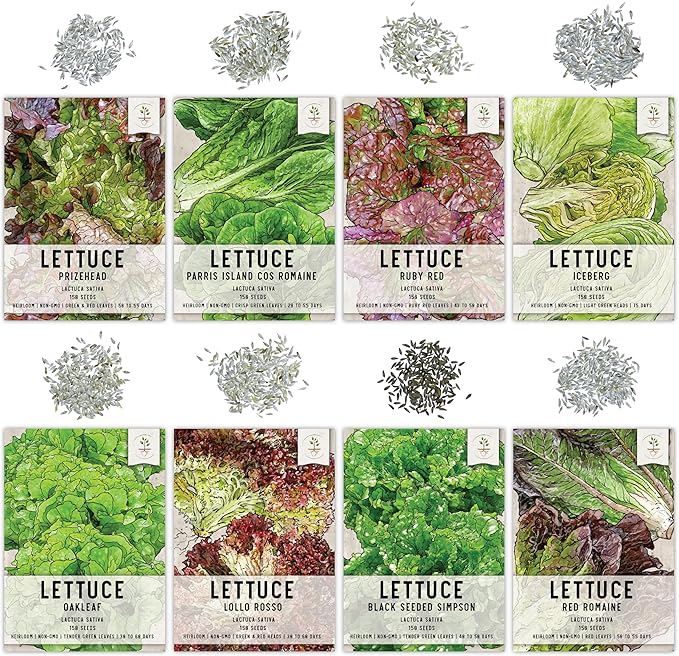 Seed Needs Lettuce Seeds Variety Pack for Planting a Collection of 8 Individual Varieties - Packets Includes Romaine, Iceberg, Oakleaf, Lollo Rosso and More