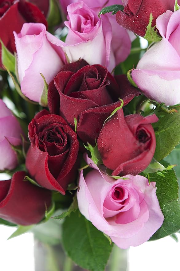 KaBloom - Long Stemmed Red and Pink Roses (Two Dozen) with Vase - Fresh Flowers for Birthday, Valentine's & Mother's Day