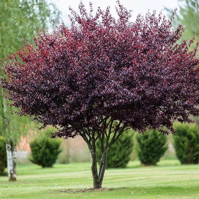 2 Purple Leaf Sand Cherry Trees/Shrubs - 18-24" Tall Live Plants - Purpleleaf Cistena Plum Bushes - Prunus x cistena - (2 Pack)