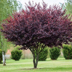 2 Purple Leaf Sand Cherry Trees/Shrubs - 18-24" Tall Live Plants - Purpleleaf Cistena Plum Bushes - Prunus x cistena - (2 Pack)