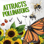 Seed Needs Sunflower Seeds for Planting Dwarf Sunspot Sunflowers - Heirloom & Open Pollinated Annual Cut Flower Seed to Plant 2 Foot Tall Sun Flowers (10 Packs)