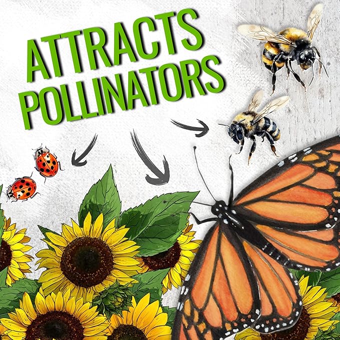Seed Needs Sunflower Seeds for Planting Dwarf Sunspot Sunflowers - Heirloom & Open Pollinated Annual Cut Flower Seed to Plant 2 Foot Tall Sun Flowers (5 Packs)
