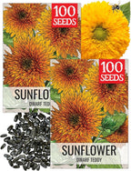 Seed Needs Sunflower Seeds for Planting Dwarf Teddy/Dwarf Sungold Sunflowers - Heirloom & Open Pollinated Flower Seed to Plant a Butterfly Garden (2 Packs)