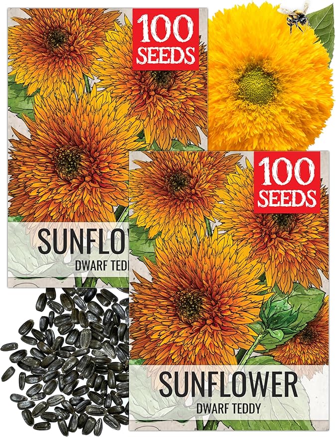 Seed Needs Sunflower Seeds for Planting Dwarf Teddy/Dwarf Sungold Sunflowers - Heirloom & Open Pollinated Flower Seed to Plant a Butterfly Garden (2 Packs)