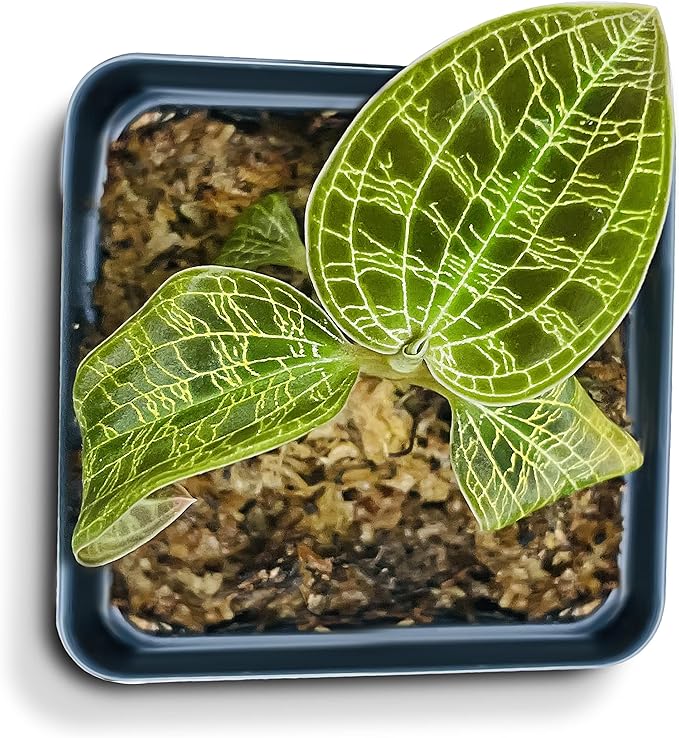 Macodes Petola (Jewel Orchid), Dense Lighting Bolt Patten (Gold Veins), Potted
