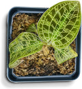 Macodes Petola (Jewel Orchid), Dense Lighting Bolt Patten (Gold Veins), Potted